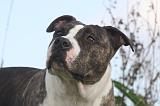 AMSTAFF ADULT 562